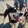 Mochi - Photo 2