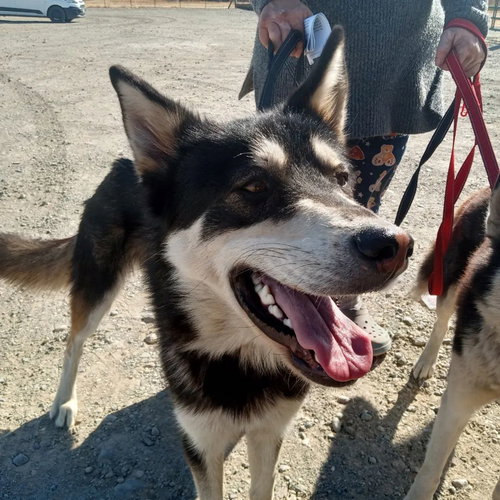 MOCHI - Alaskan Malamute / Husky available for adoption