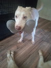 Bingo - Photo 3