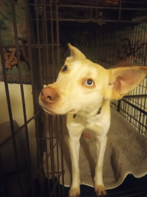 BINGO - Australian Cattle Dog/Blue Heeler / Siberian Husky available for adoption