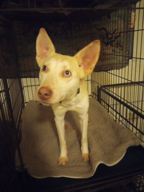 BINGO - Australian Cattle Dog/Blue Heeler / Siberian Husky available for adoption