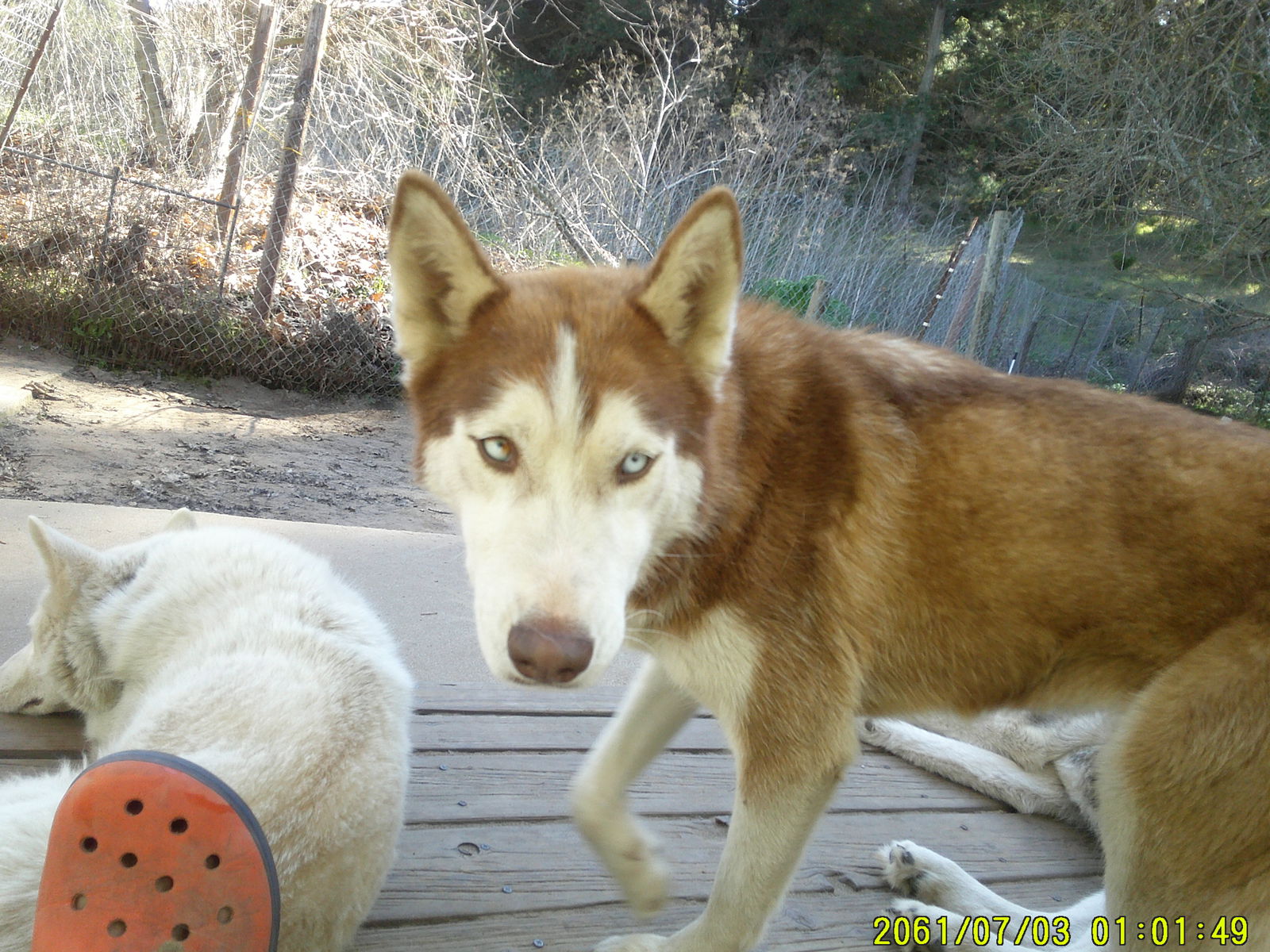 adoptable Dog in San Juan Bautista, CA named Omega