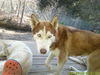 adoptable Dog in  named Omega