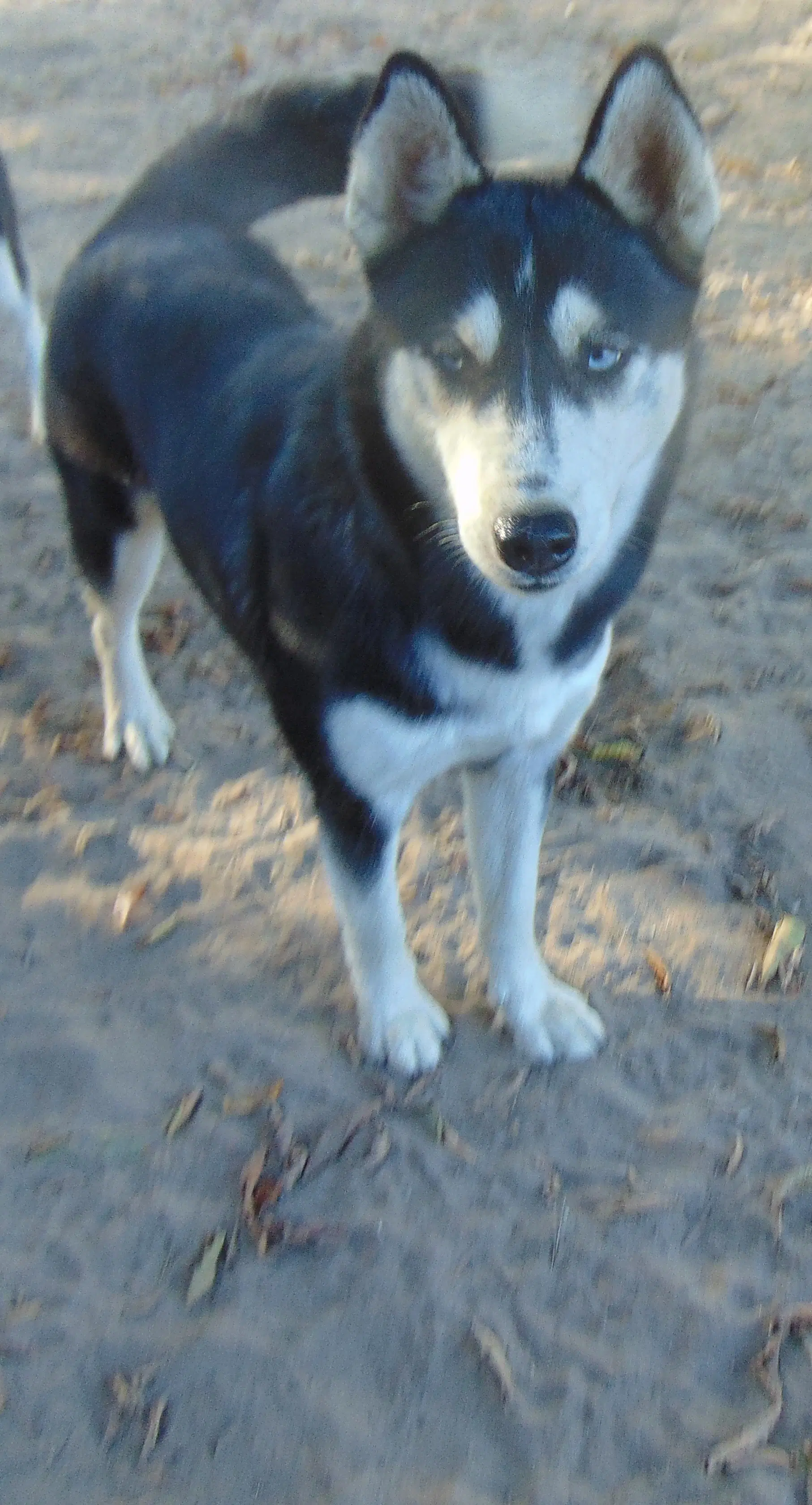 Myra - Siberian Husky