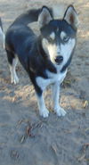 adoptable Dog in  named Myra