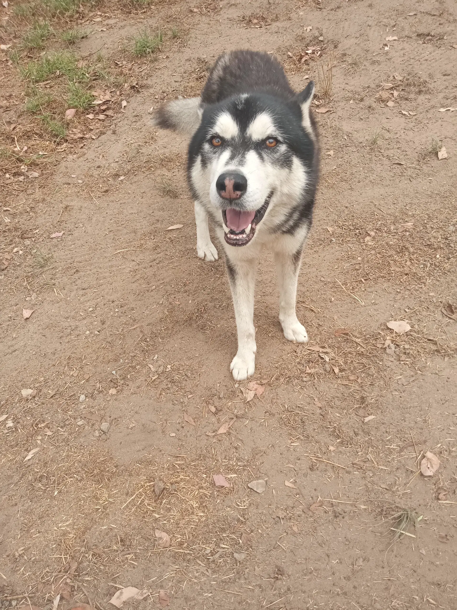 Fargo - Alaskan Malamute