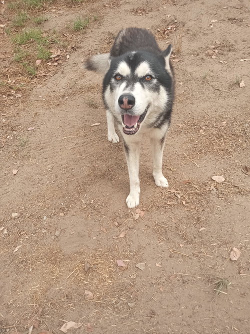 FARGO - Alaskan Malamute / Siberian Husky available for adoption