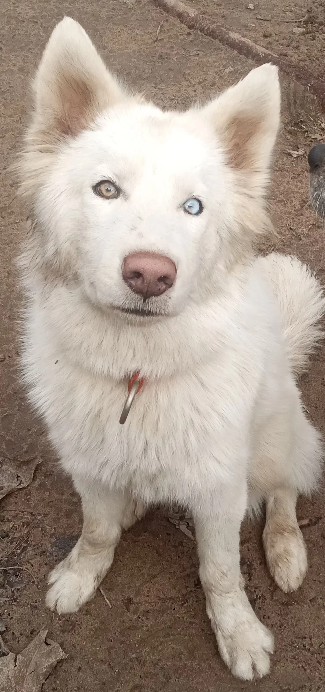 Whitney - Samoyed