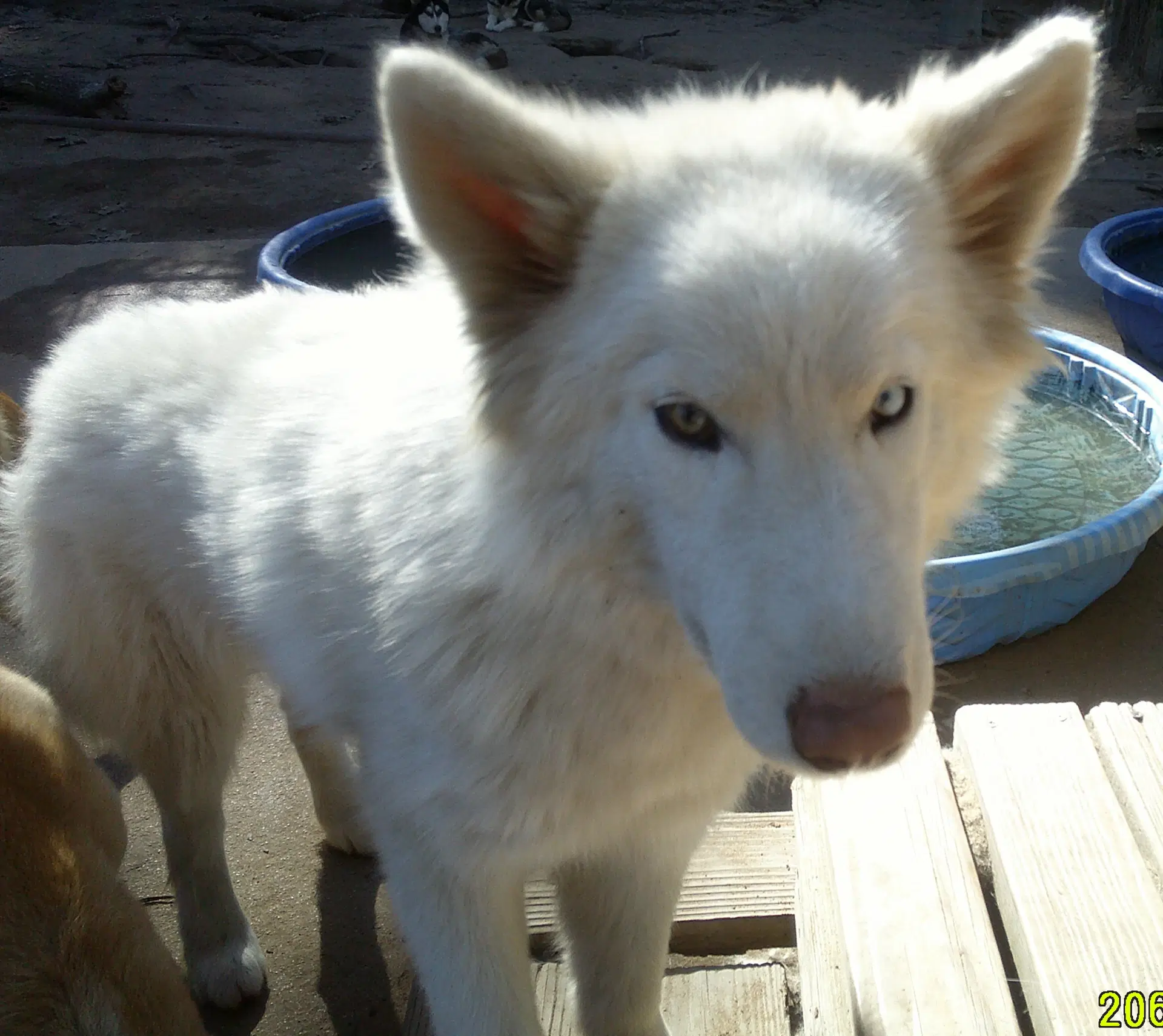 Whitney image 2