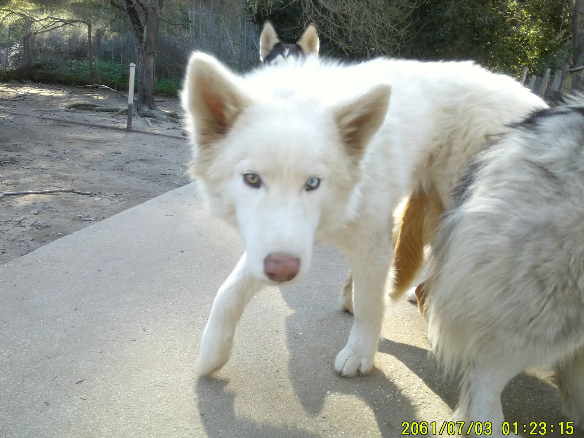 Whitney image 3