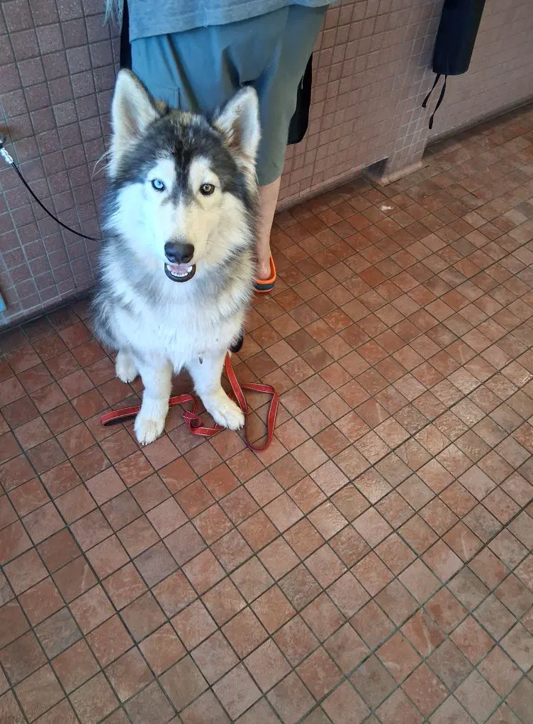 Semite - Siberian Husky