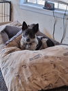 adoptable Dog in  named Dazel