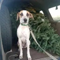 Boba - Cattle Dog