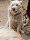 Kerman - Photo 1