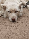 Kerman - Photo 2