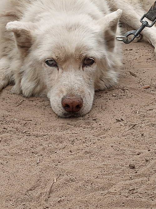 KERMAN - Siberian Husky available for adoption
