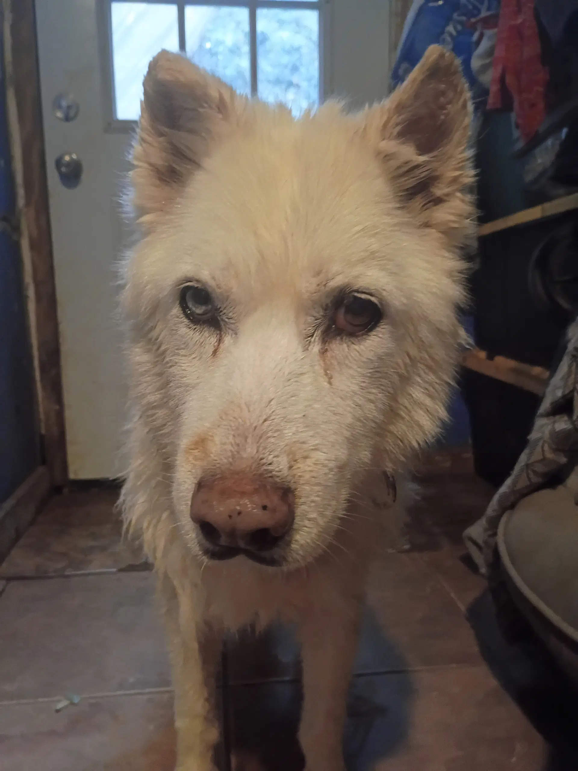 Kerman - Siberian Husky