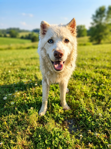 Kerman, Siberian Husky