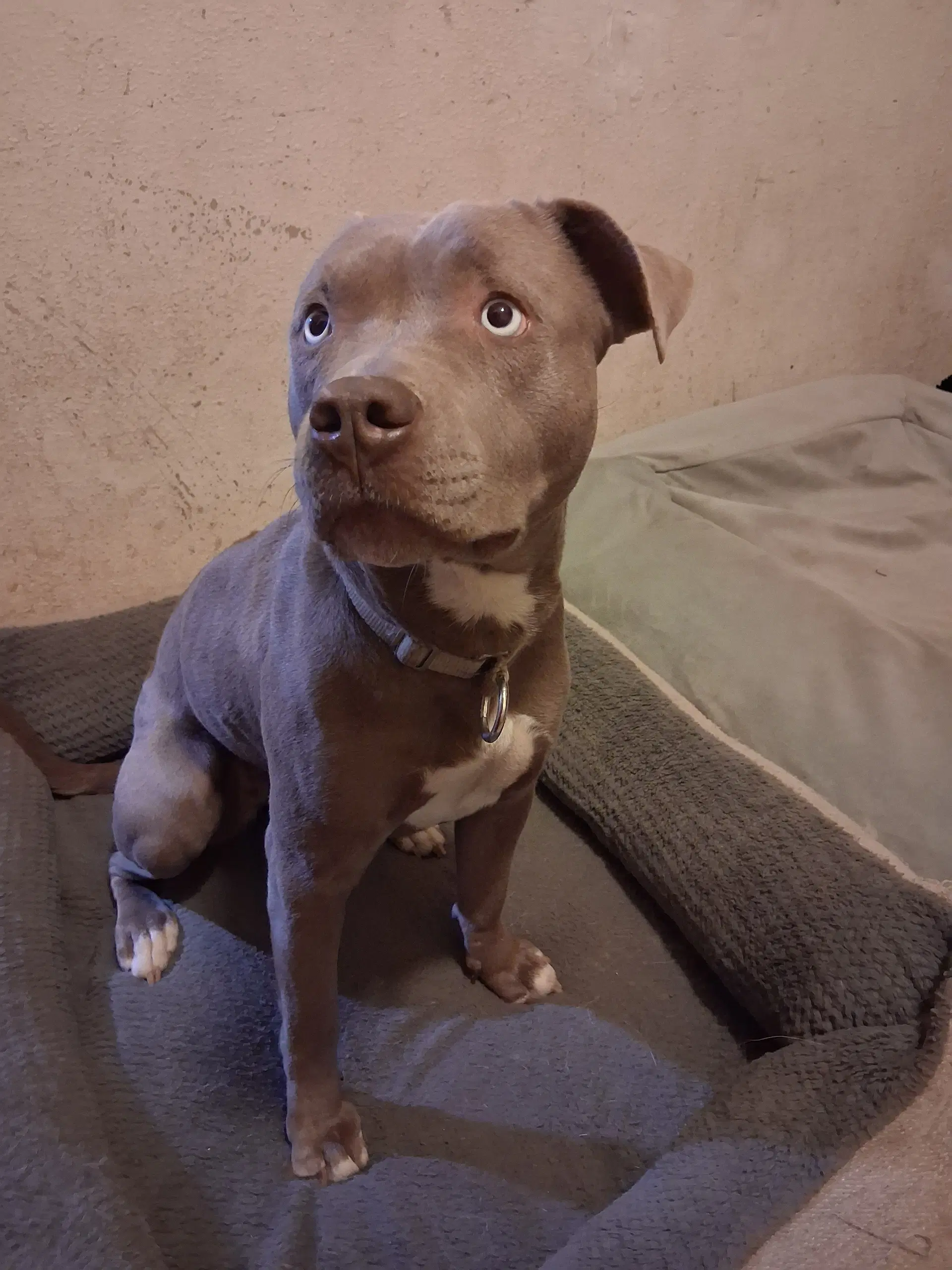 Avery - Staffordshire Bull Terrier