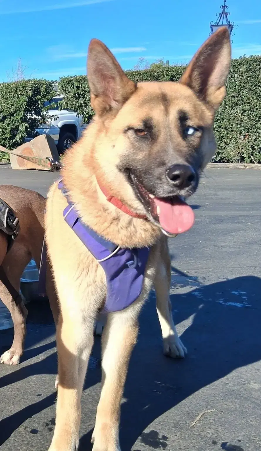 Marla - German Shepherd Dog