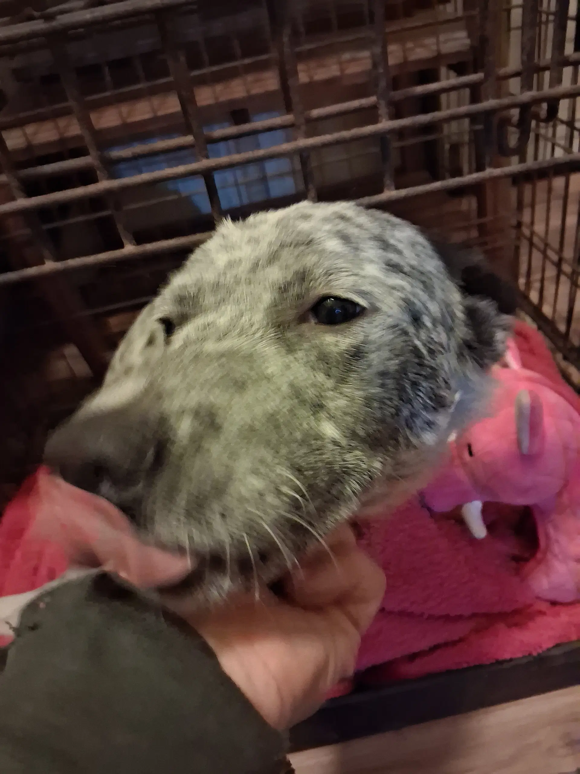 Pop Tart - Australian Cattle Dog/Blue Heeler