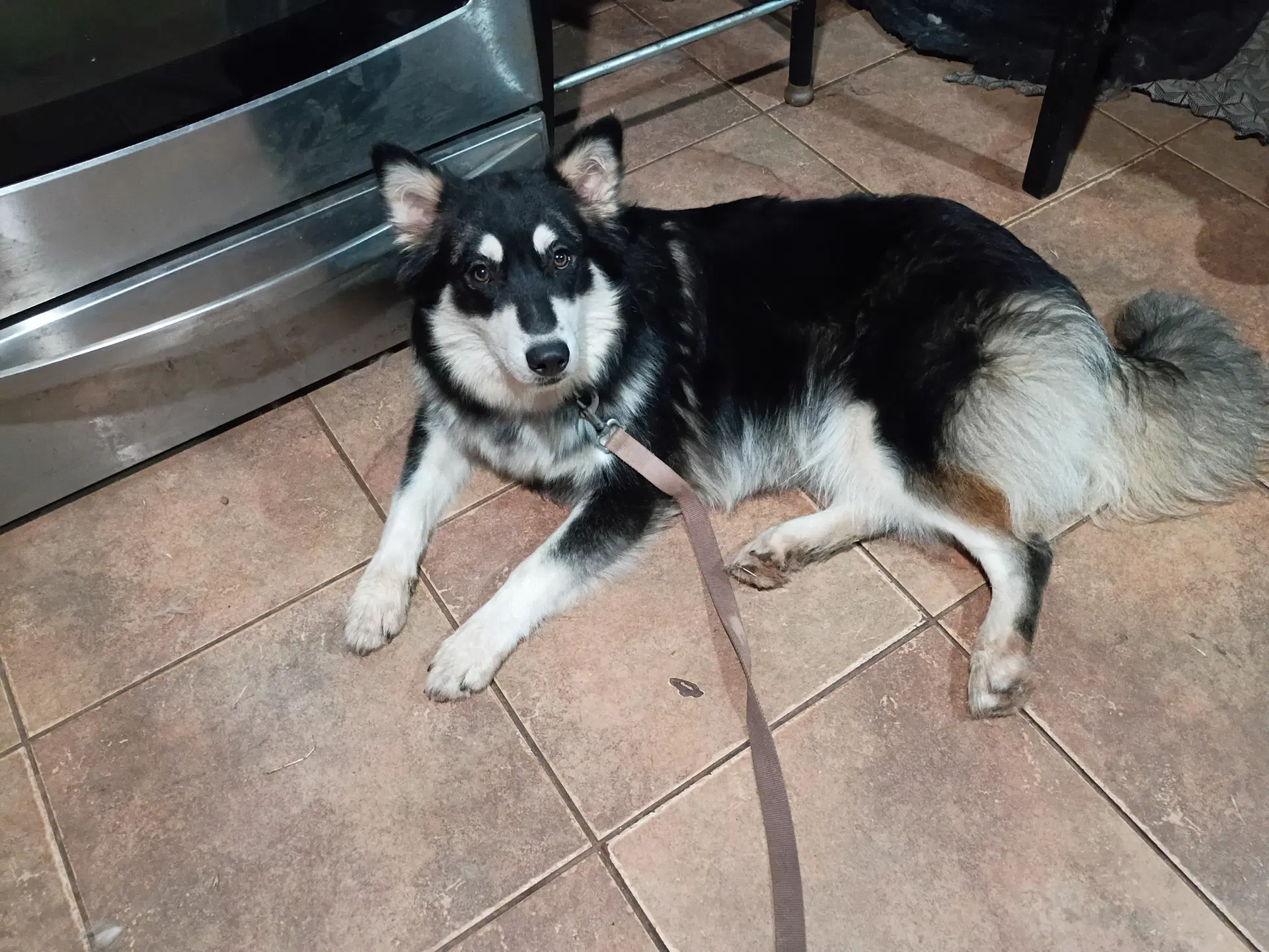 Maddie - Siberian Husky