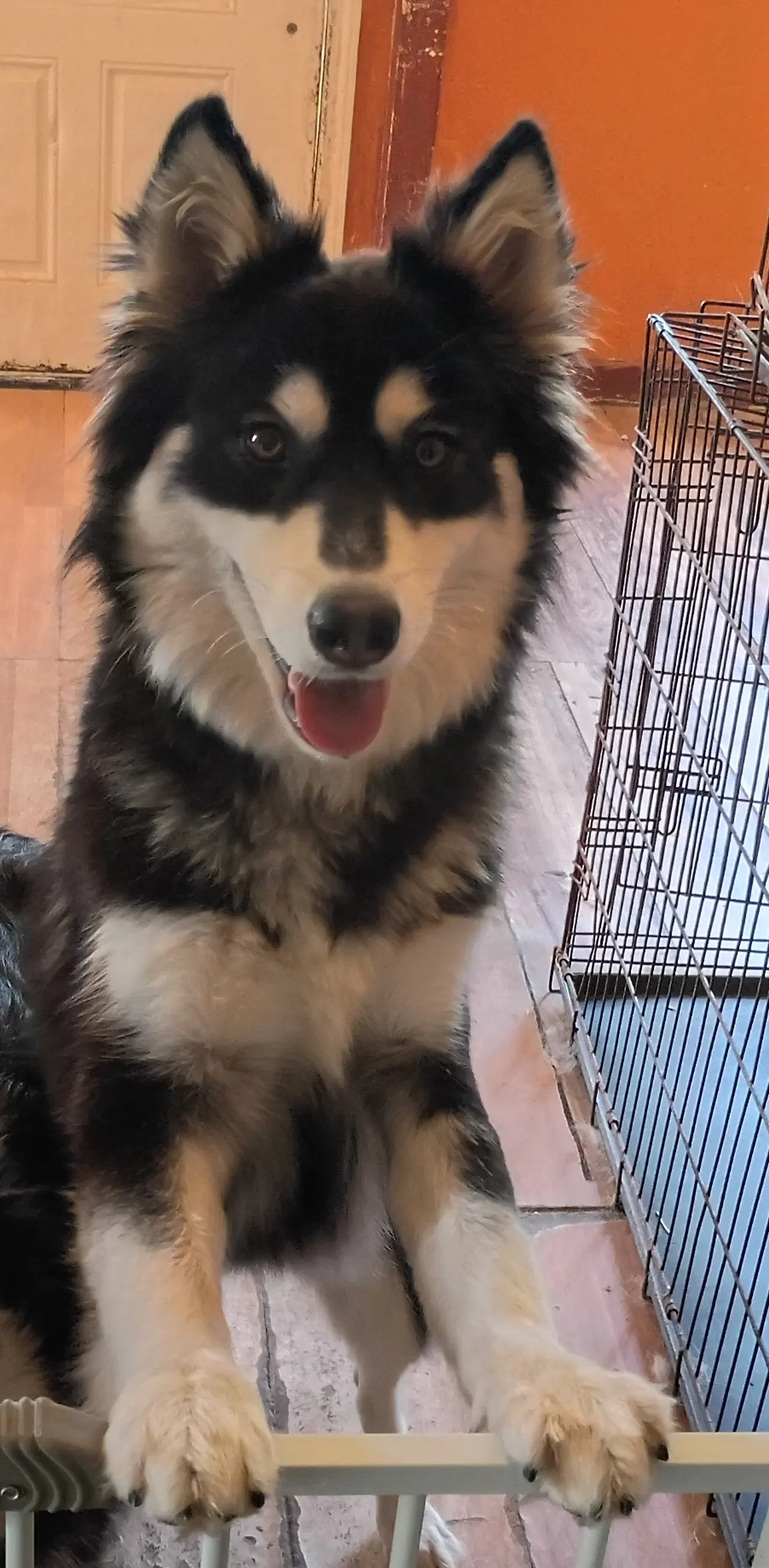 Melody - Siberian Husky