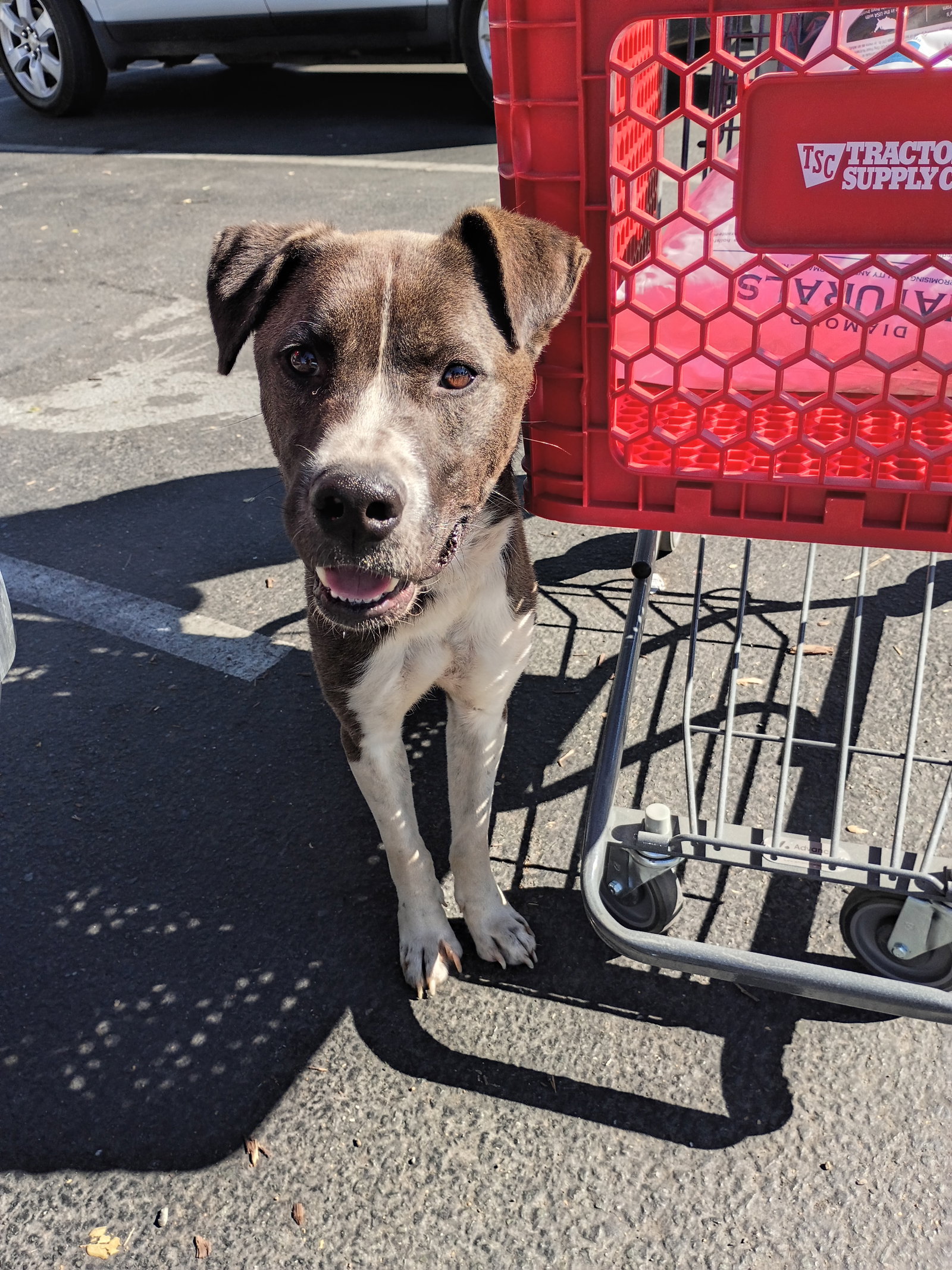 Banks, Australian Cattle Dog/Blue Heeler