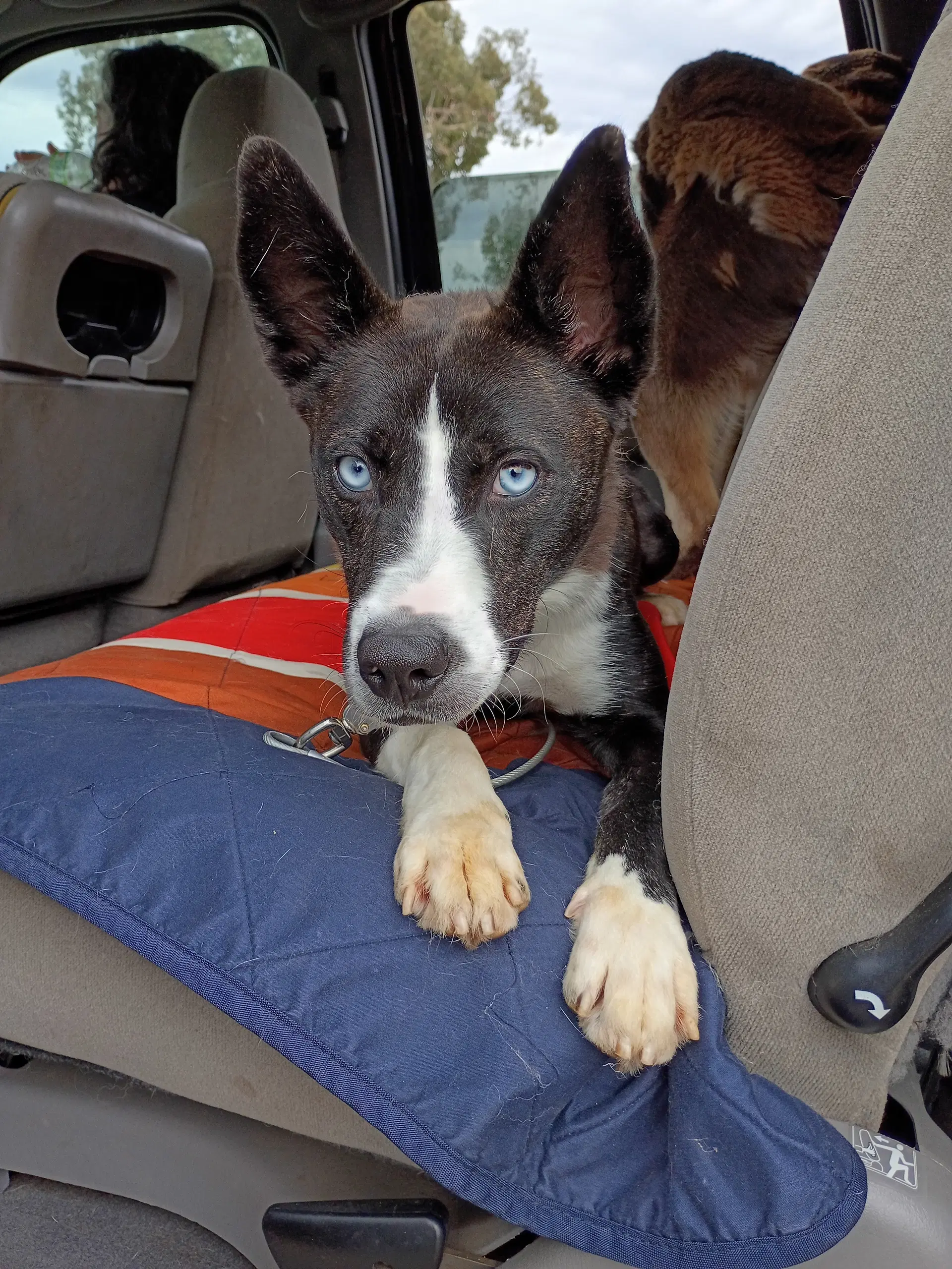 Zoey image 1