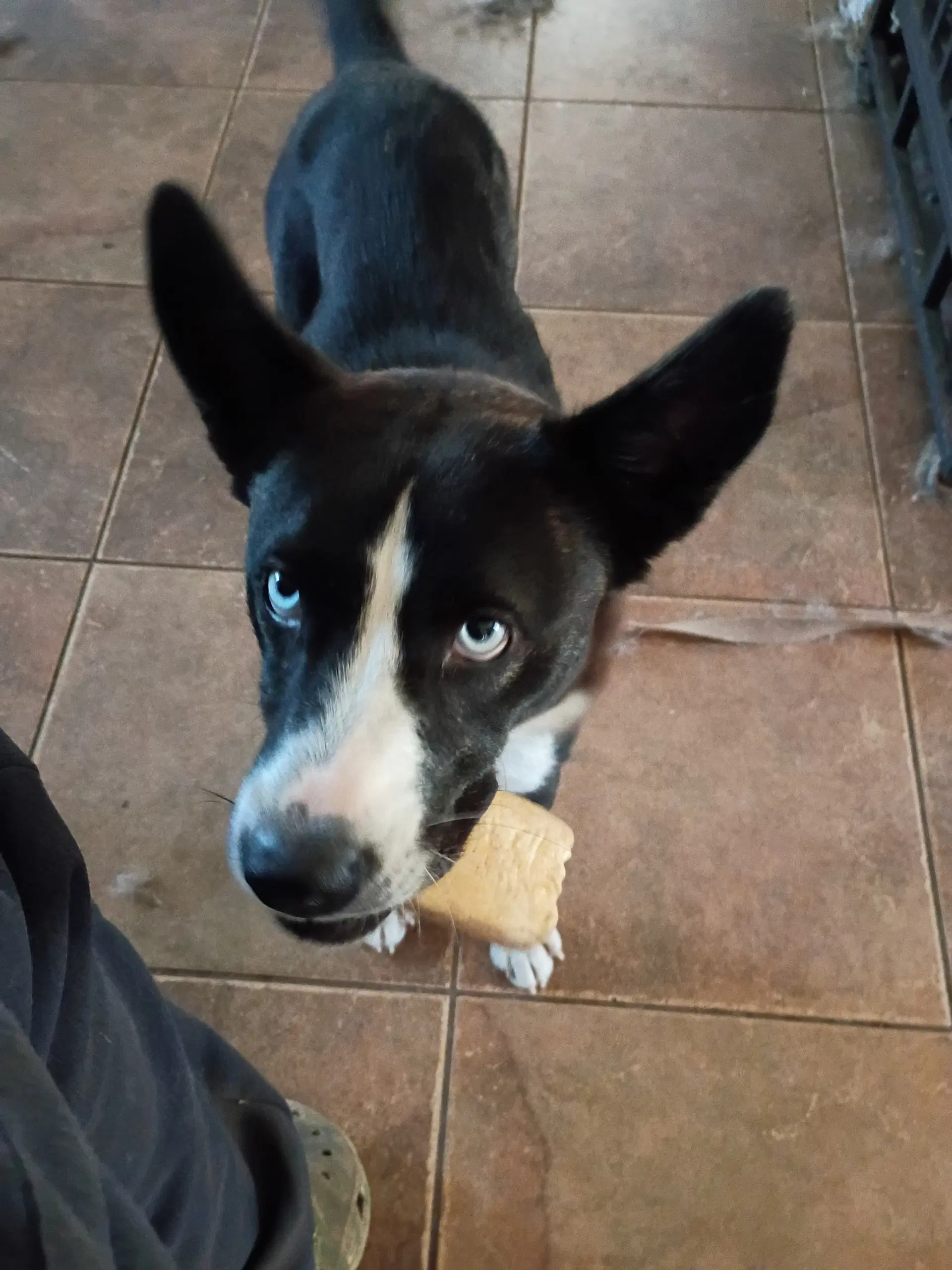 Zoey image 3