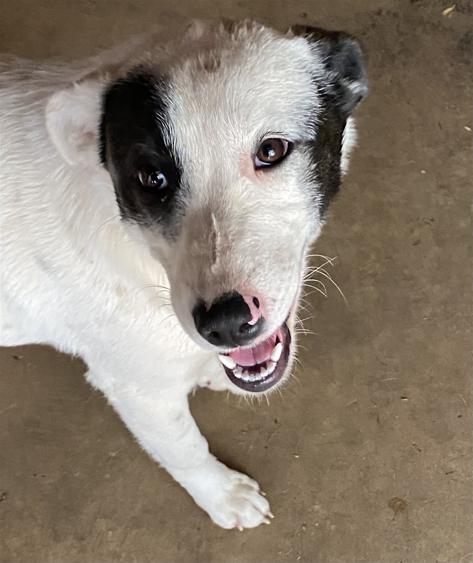 adoptable Dog in Norman, OK named Cynder