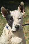 adoptable Dog in norman, OK named Puppy Willy