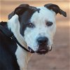 adoptable Dog in , OK named Lacey