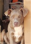 adoptable Dog in , OK named Puppy Bullet