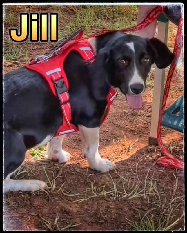 adoptable Dog in Norman, OK named Puppy Jill