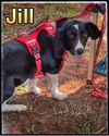 adoptable Dog in  named Puppy Jill