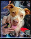 adoptable Dog in , OK named Little Honey