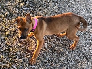 adoptable Dog in Norman, OK named Puppy LAW Paris