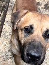adoptable Dog in norman, OK named Puppy LAW Simba
