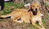 adoptable Dog in norman, ok, OK named Goldie C.