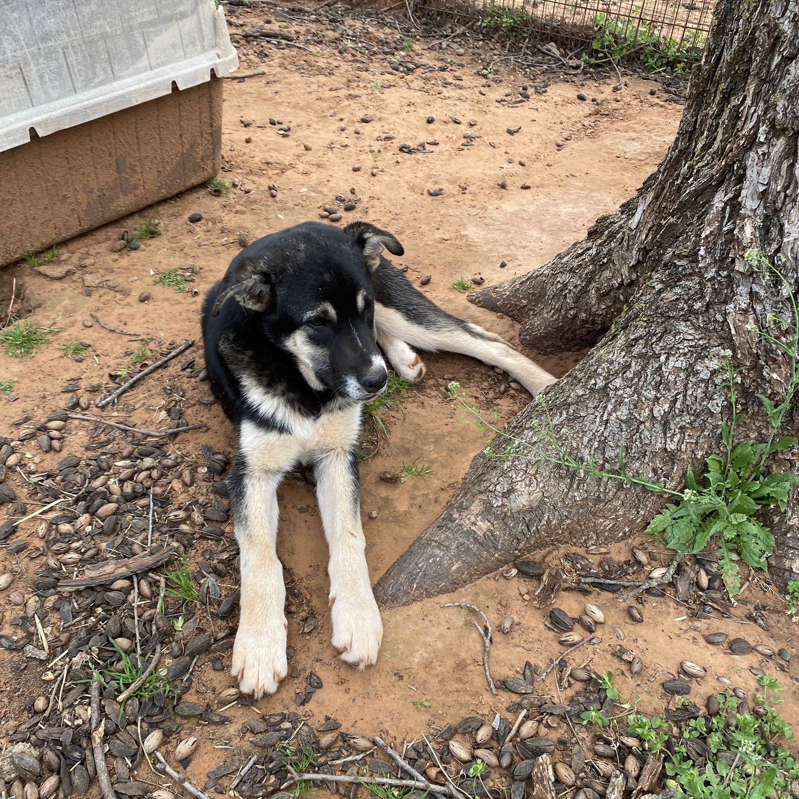 adoptable Dog in Norman, OK named Pup Shai