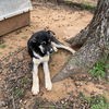 adoptable Dog in , OK named Pup Shai