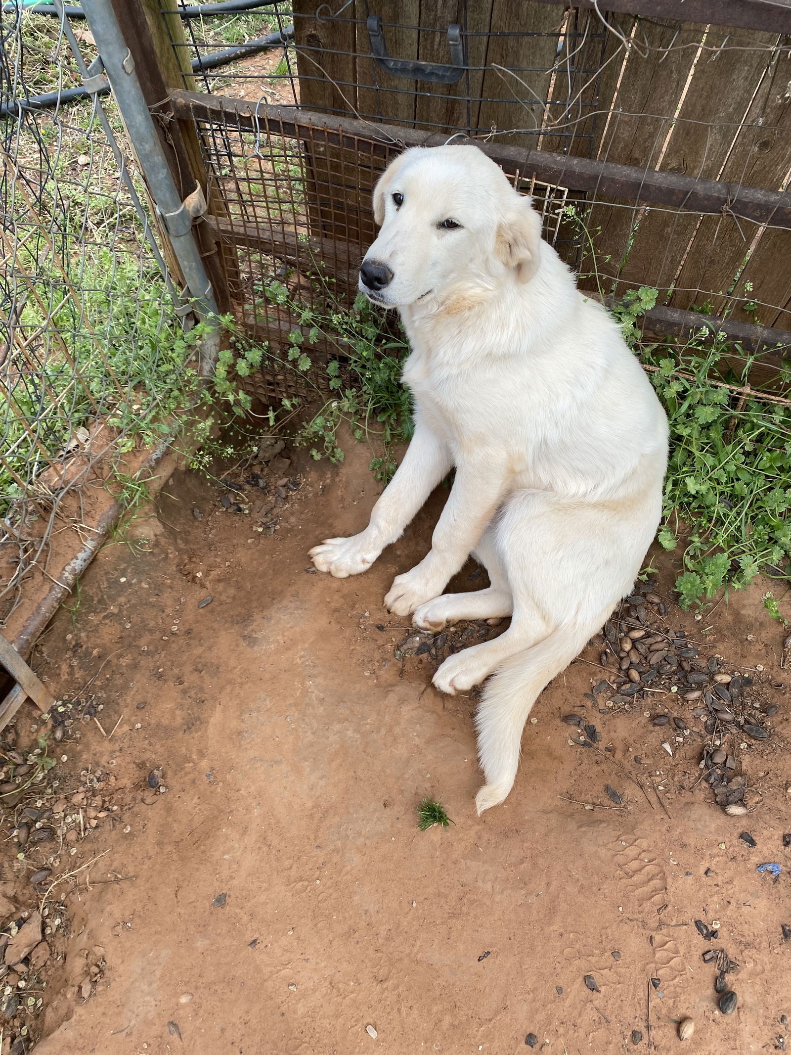 adoptable Dog in Norman, OK named Pup Rudy