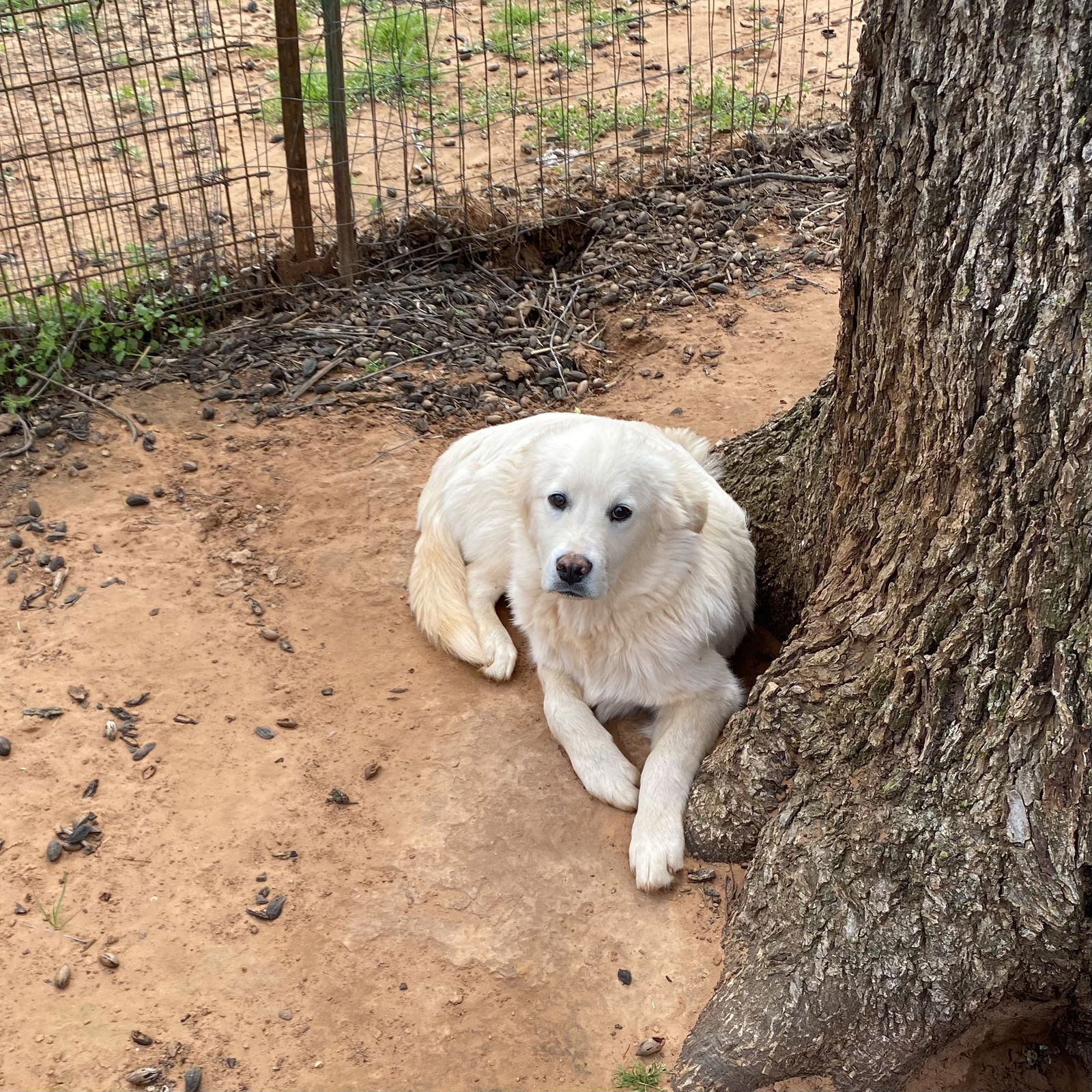 adoptable Dog in Norman, OK named Pup Luka