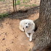 adoptable Dog in , OK named Pup Luka