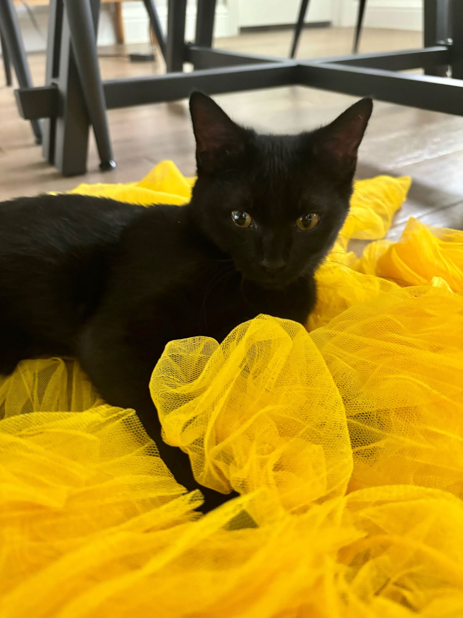 adoptable Cat in Norman, OK named Kitten Agatha