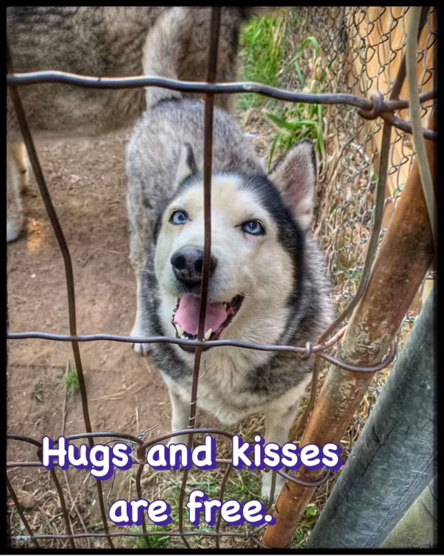 adoptable Dog in Norman, OK named Husky Group Plus One K.