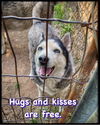 adoptable Dog in , OK named Husky Group Plus One K.