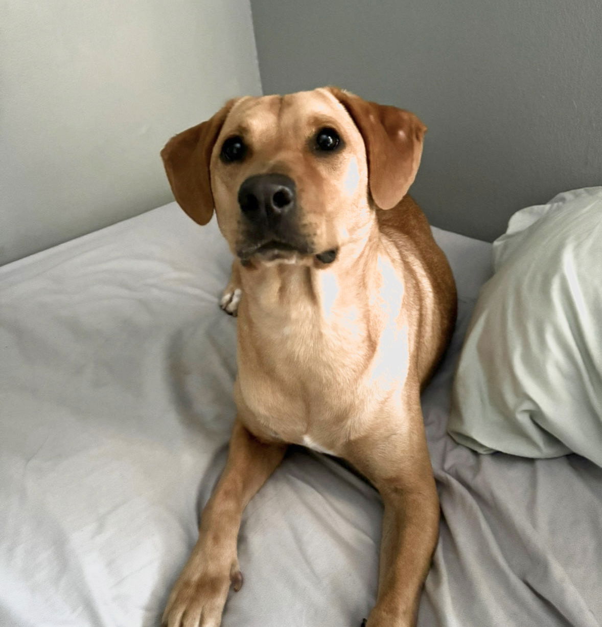 adoptable Dog in Norman, OK named Ginger M.T.