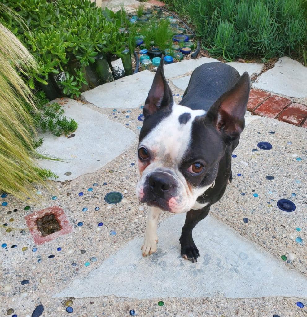 Dog for Adoption Queenie, a Boston Terrier in Los Angeles County, CA